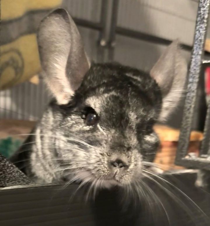 Chinchillas for sale near me craigslist cheap