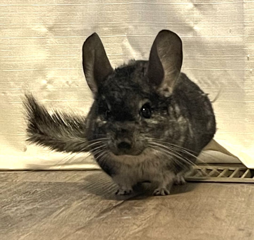 Chinchilla for adoption Luigi, a Chinchilla in Wolcott, IN Petfinder