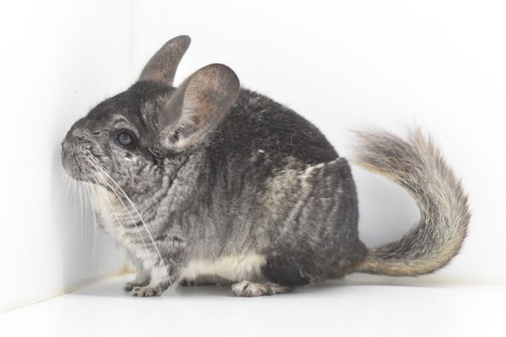 Chinchillas for sale hot sale near me craigslist