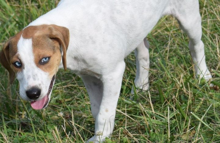 at what age is a istrian shorthaired hound full grown