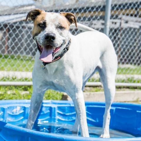 Scout, an adoptable Mixed Breed in Ponderay, ID, 83852 | Photo Image 2