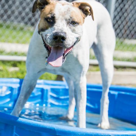 Scout, an adoptable Mixed Breed in Ponderay, ID, 83852 | Photo Image 4