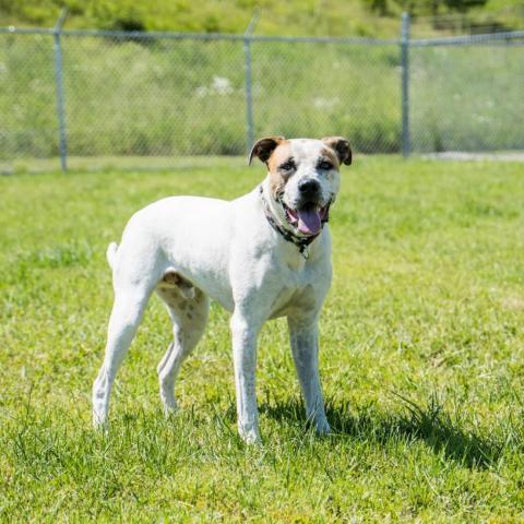 Scout, an adoptable Mixed Breed in Ponderay, ID, 83852 | Photo Image 5