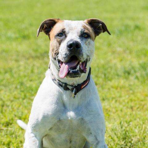 Scout, an adoptable Mixed Breed in Ponderay, ID, 83852 | Photo Image 6