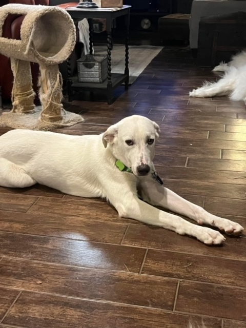 Havarti of the Charcuterie Board Litter HTX, an adoptable Akbash, Great Pyrenees in Houston, TX, 77031 | Photo Image 3