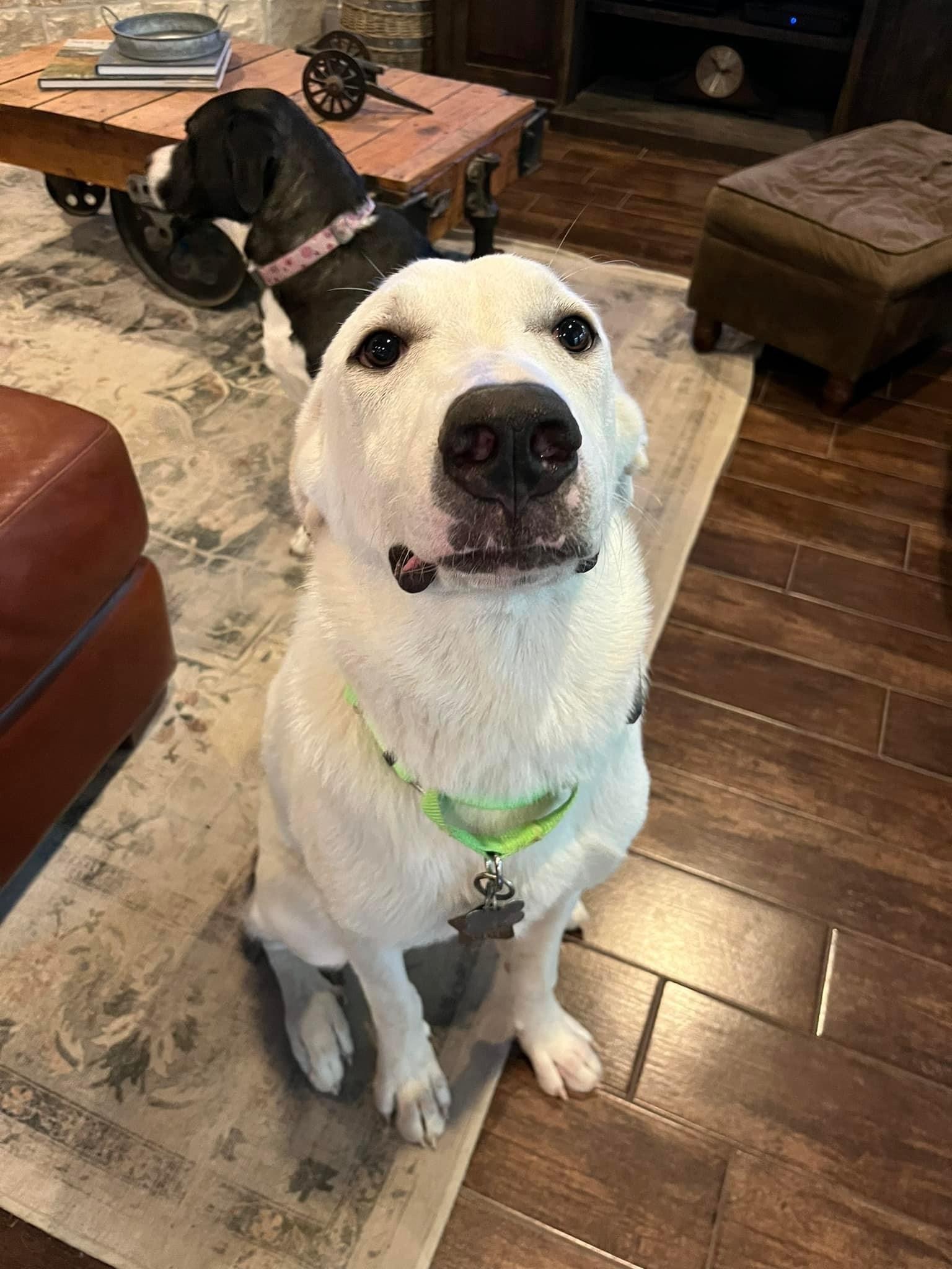 Havarti of the Charcuterie Board Litter HTX, an adoptable Akbash, Great Pyrenees in Houston, TX, 77031 | Photo Image 4