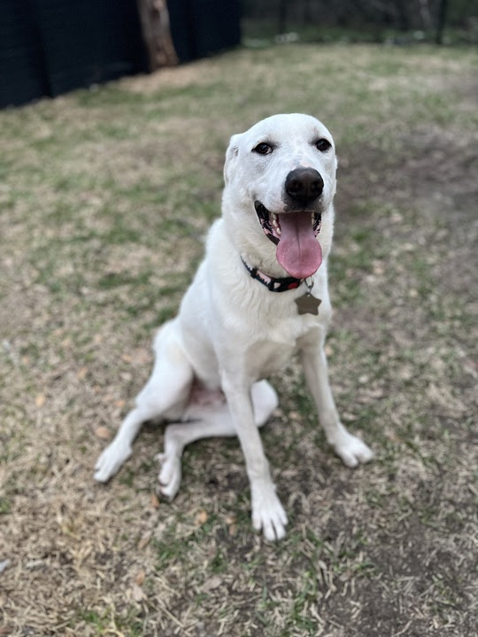 Havarti of the Charcuterie Board Litter HTX, an adoptable Akbash, Great Pyrenees in Houston, TX, 77031 | Photo Image 6