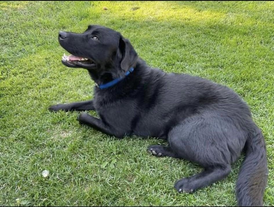 Bruno, an adoptable Black Labrador Retriever in Calgary, AB, T3E 7R3 | Photo Image 1
