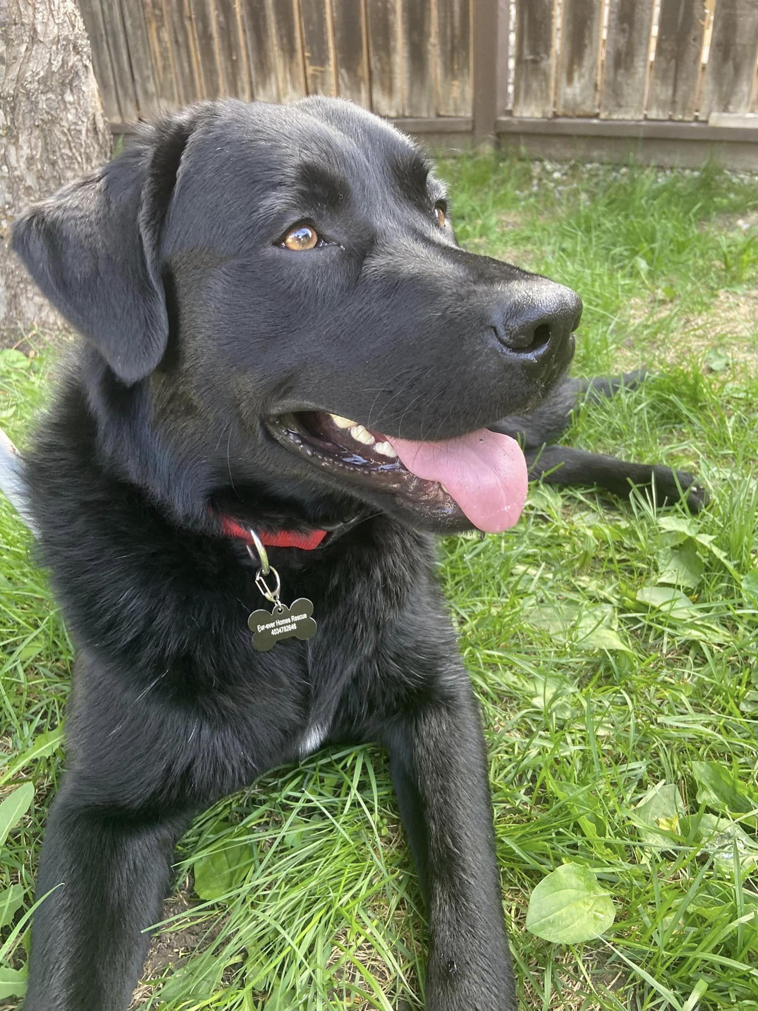 Bruno, an adoptable Black Labrador Retriever in Calgary, AB, T3E 7R3 | Photo Image 2