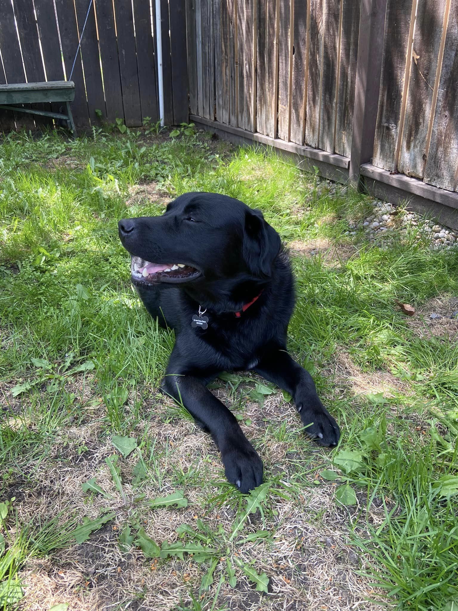 Bruno, an adoptable Black Labrador Retriever in Calgary, AB, T3E 7R3 | Photo Image 4