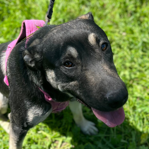 Dog for adoption Annie, a Labrador Retriever & Norwegian Elkhound Mix