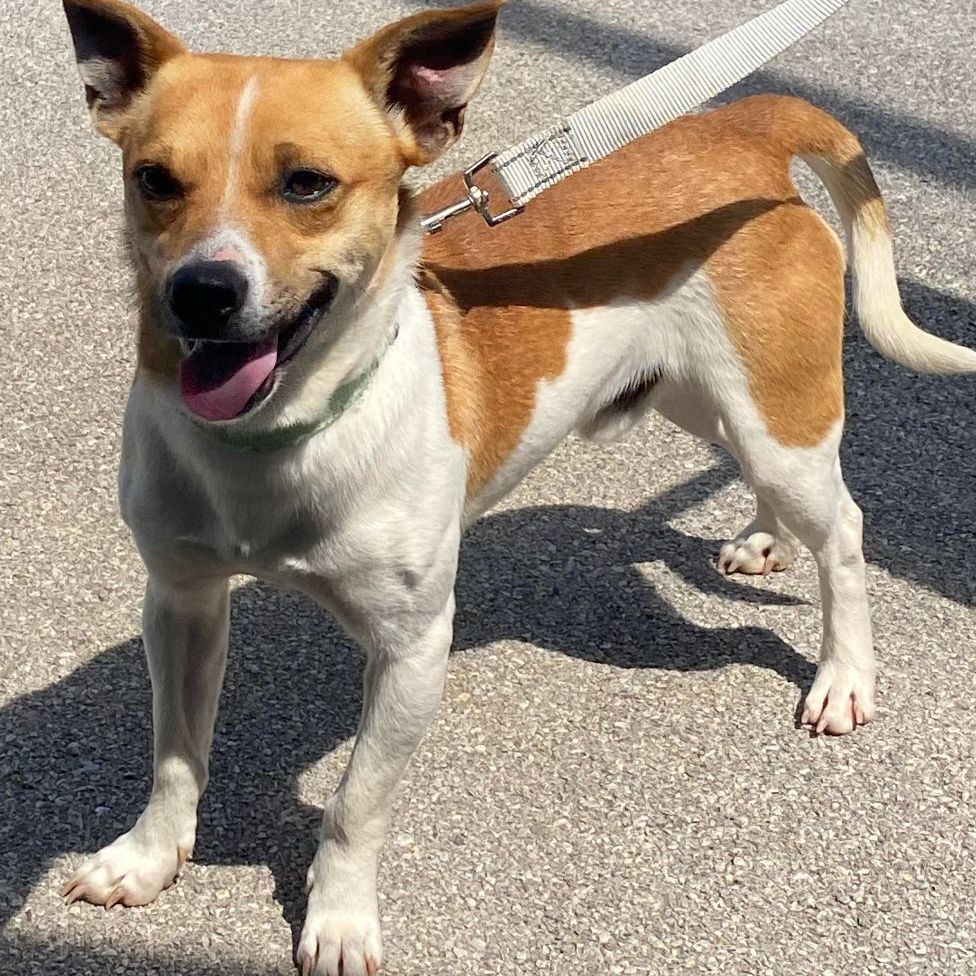 Dog for adoption - Spotter , a Feist & Jack Russell Terrier Mix in