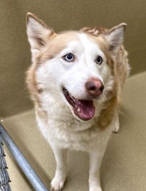 Leah is a 4 year old brown and white 70 pound purebred Husky who was surrendered with a 1 year