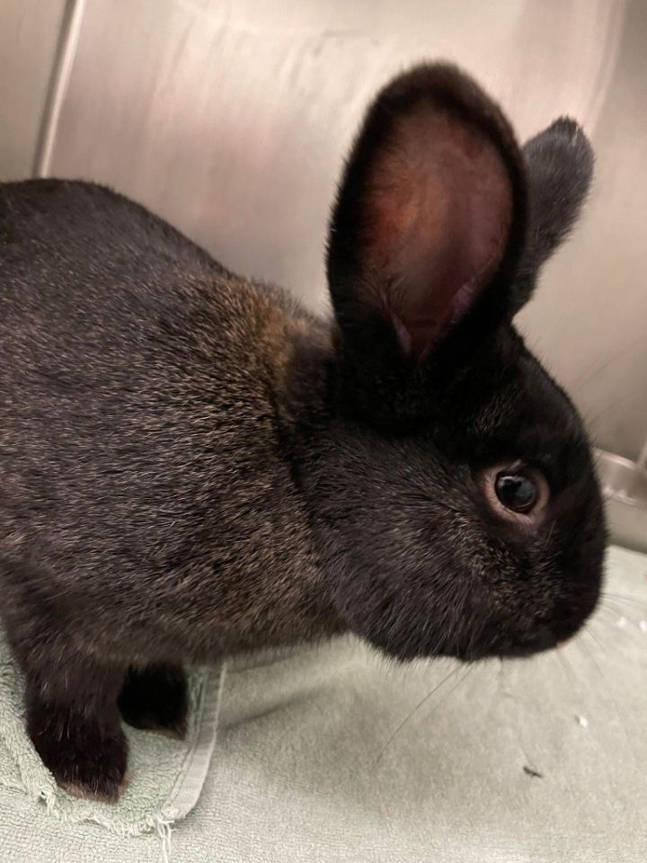 Rabbit For Adoption Thunder Bunny An American In Kodiak Ak Petfinder