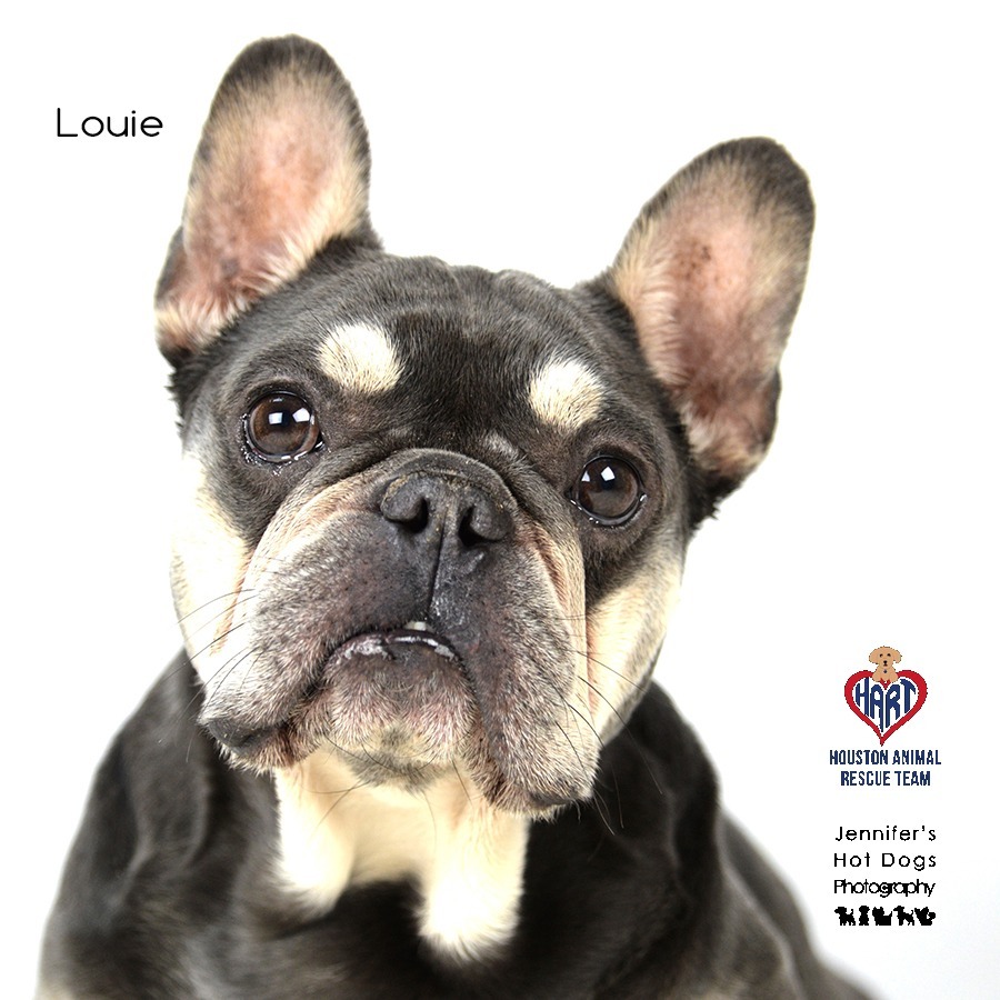 French bulldog 2024 mix rescue