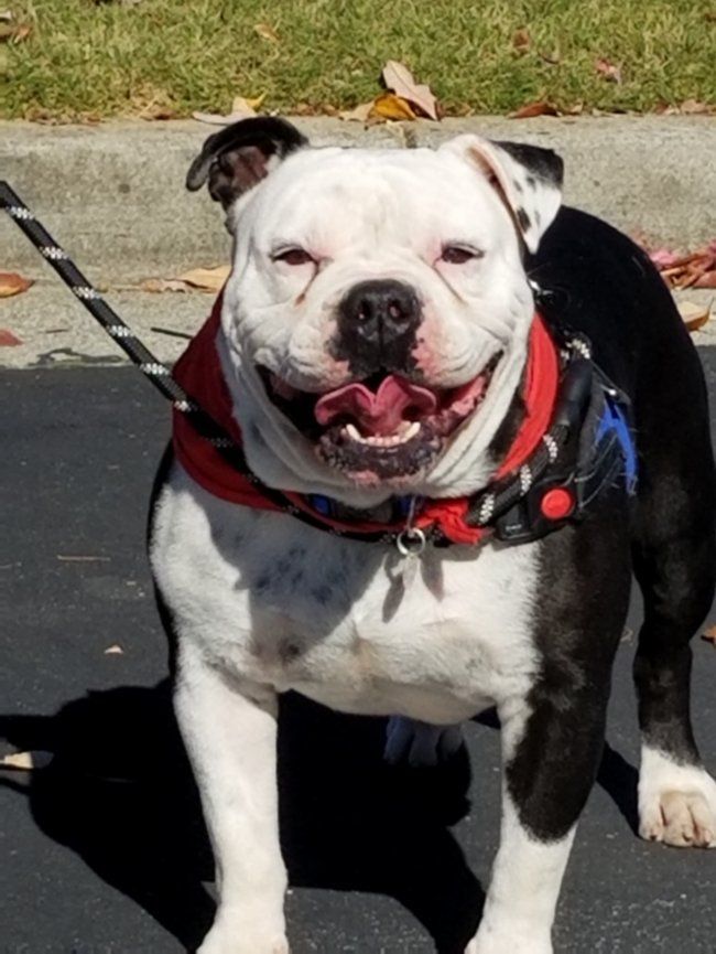 Petfinder english hot sale bulldog