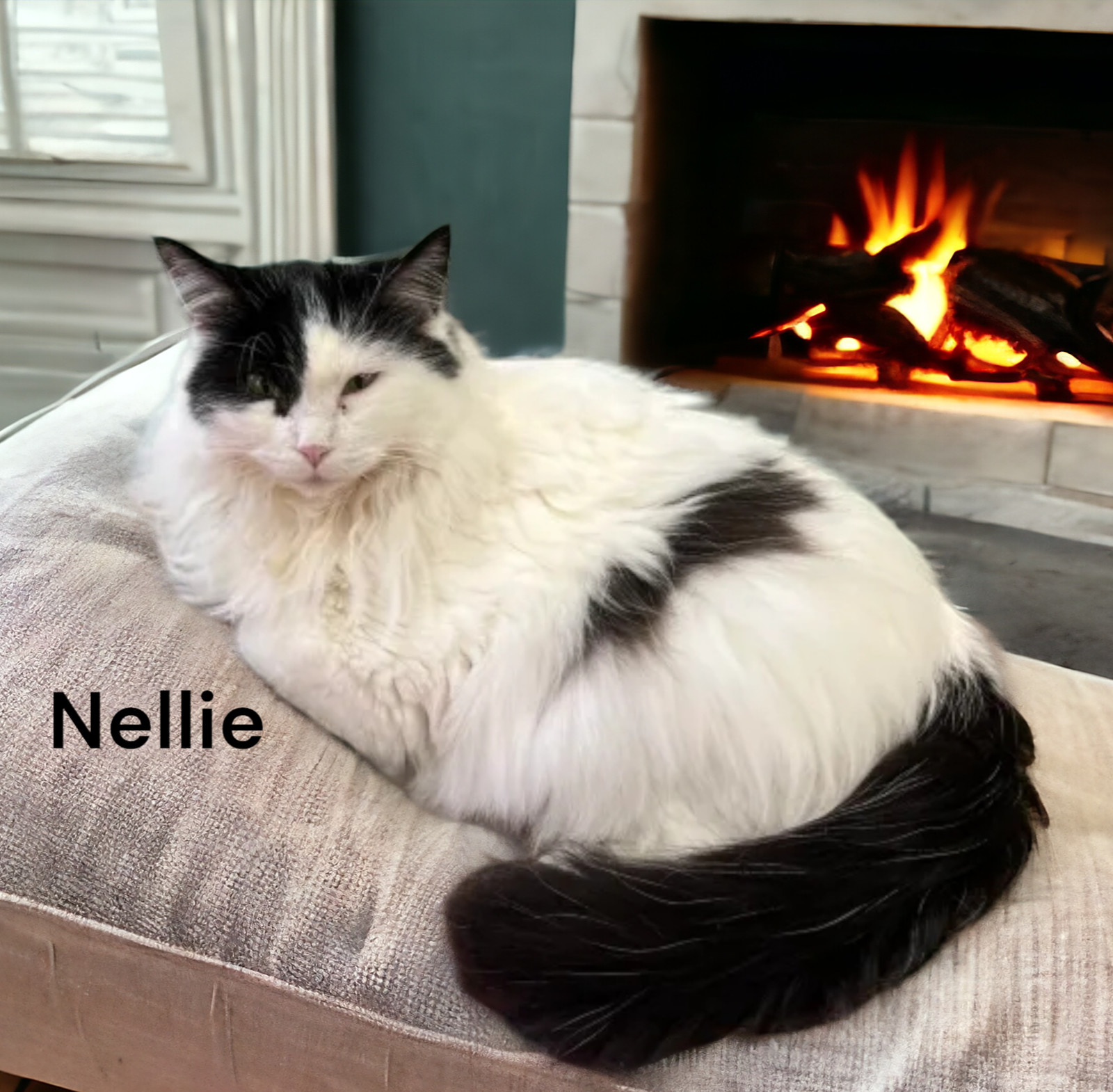 Nellie, an adoptable Domestic Medium Hair in Chesapeake, VA, 23322 | Photo Image 1