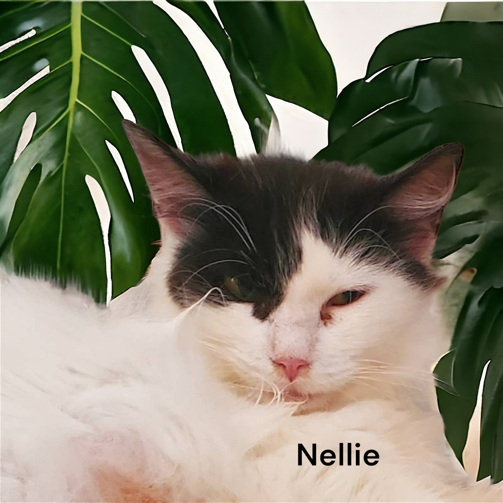 Nellie, an adoptable Domestic Medium Hair in Chesapeake, VA, 23322 | Photo Image 2