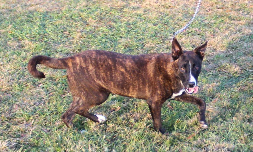 Morticia - 12 months Happy Playful Fully Vetted