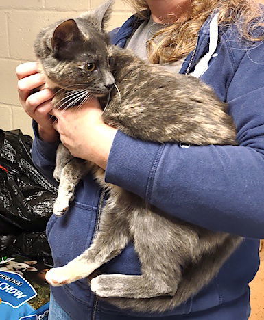 May, an adoptable Dilute Calico in Albemarle, NC, 28001 | Photo Image 3