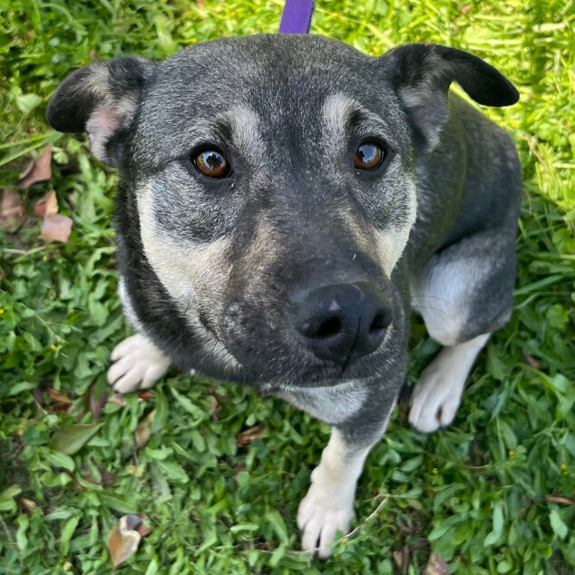 Dog for adoption Hallie, a Labrador Retriever & Norwegian Elkhound