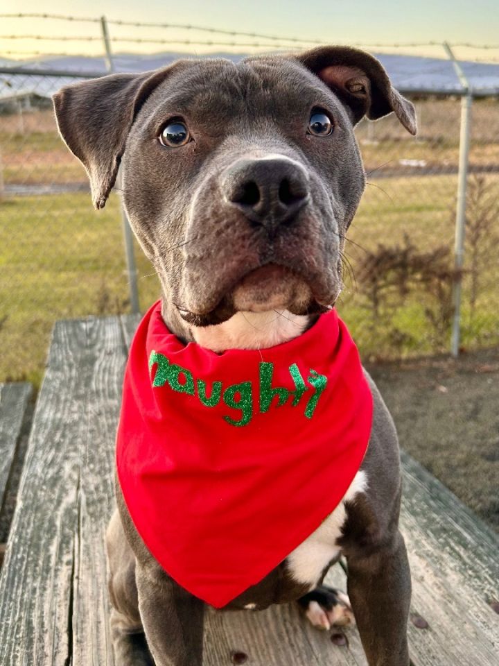 Dog for adoption Violet Beauregarde an American Bully Mix in