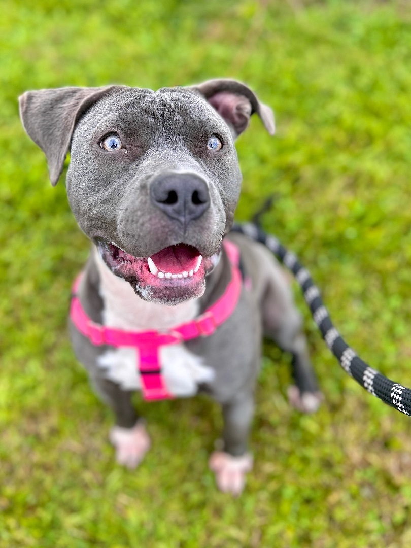 Dog for adoption - Violet Beauregarde, an American Bully Mix in ...