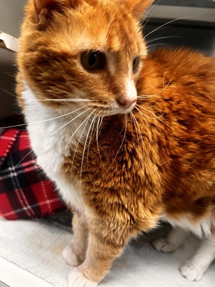 Boots, an adoptable Domestic Short Hair in Denver, CO, 80204 | Photo Image 3