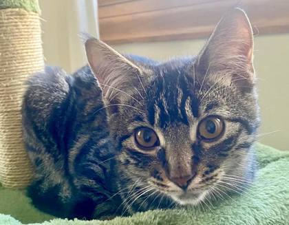 Wavy, an adoptable Domestic Short Hair in De Soto, IA, 50069 | Photo Image 1