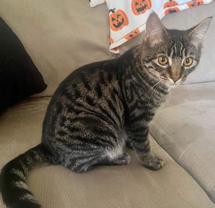 Wavy, an adoptable Domestic Short Hair in De Soto, IA, 50069 | Photo Image 2