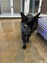 Nowta, an adoptable Domestic Short Hair in Denver, CO, 80204 | Photo Image 1