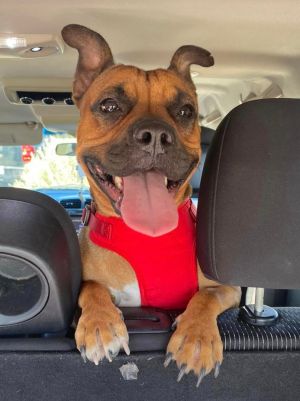 Dog for adoption - RANDY, a Boxer Mix in Phoenix, AZ