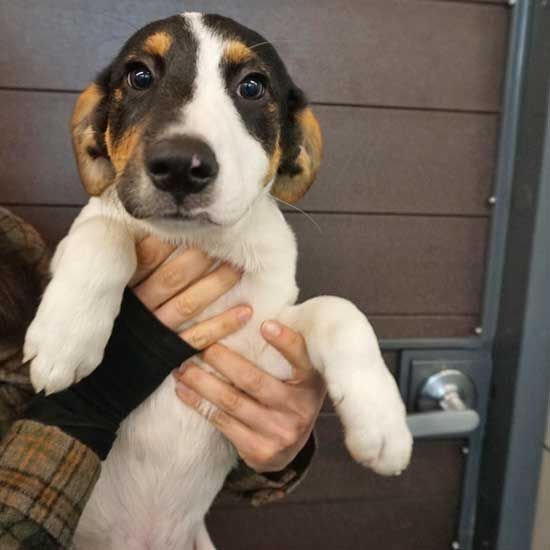 Dog for adoption - Prada, a Mixed Breed in Rancho Santa Fe, CA | Petfinder