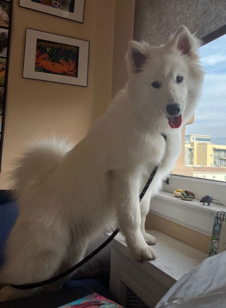 samoyed mix puppies