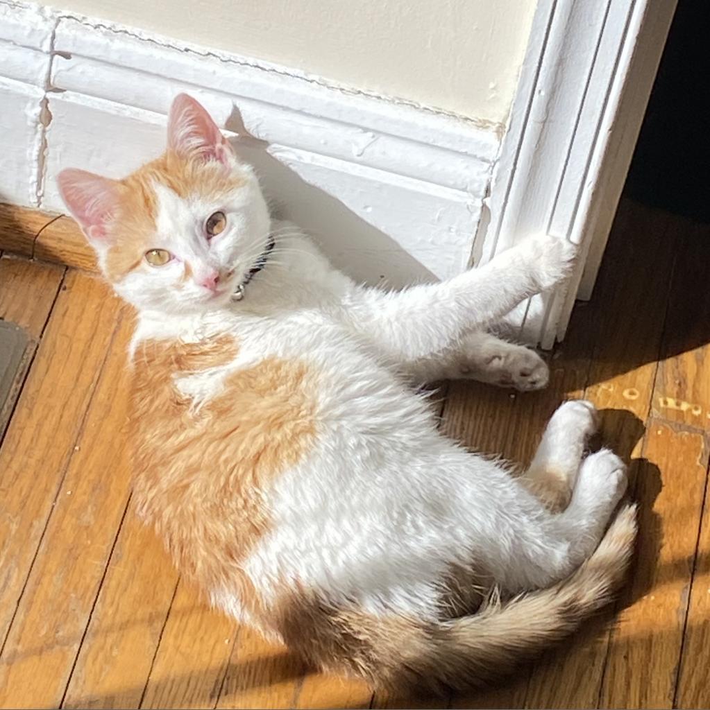 Zoro, an adoptable Domestic Short Hair in Lynchburg, VA, 24502 | Photo Image 1