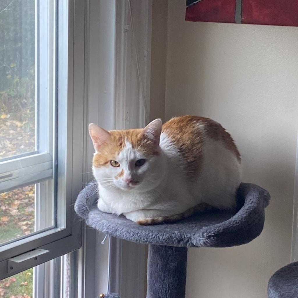 Zoro, an adoptable Domestic Short Hair in Lynchburg, VA, 24502 | Photo Image 2