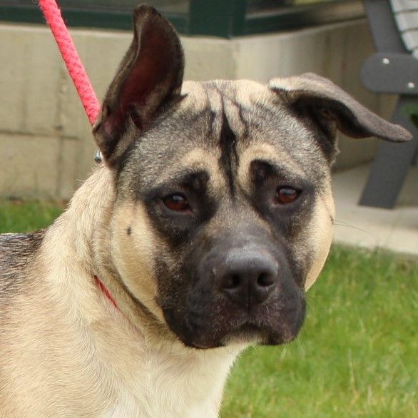 Akita bullmastiff sale mix