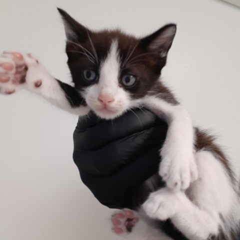 Walt, an adoptable Domestic Short Hair in Green Cove Springs, FL, 32043 | Photo Image 1