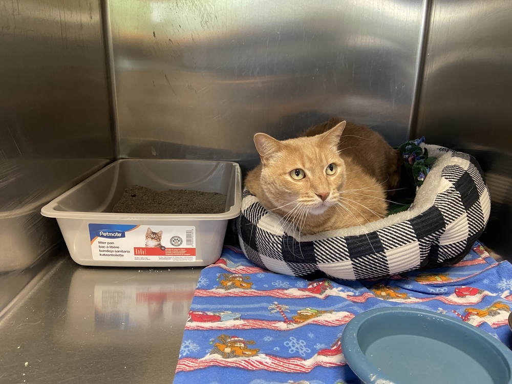 AC Charlie, an adoptable Domestic Medium Hair in Fremont, NE, 68025 | Photo Image 1