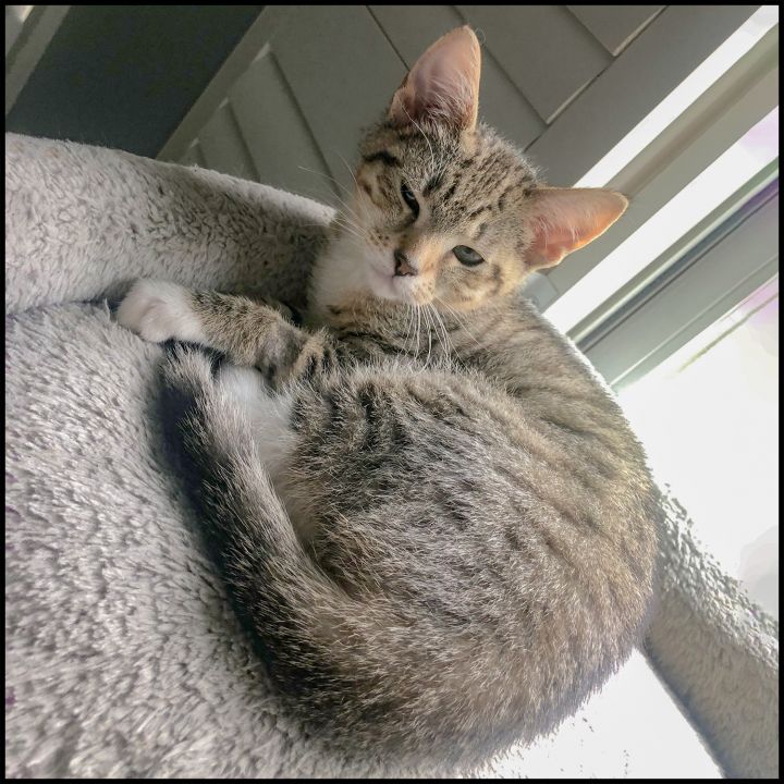 Foxy, an adoptable Domestic Short Hair & Tabby Mix in Roswell, GA_image-2