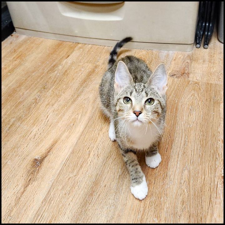 Foxy, an adoptable Domestic Short Hair & Tabby Mix in Roswell, GA_image-4