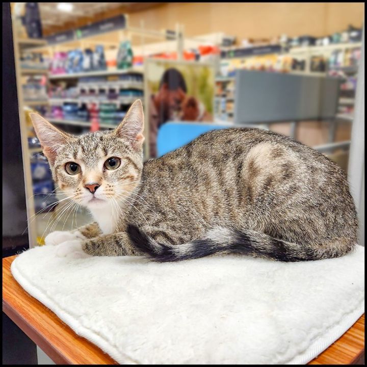 Foxy, an adoptable Domestic Short Hair & Tabby Mix in Roswell, GA_image-5