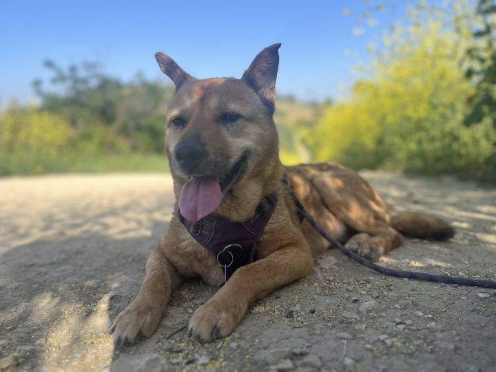 Coco, an adoptable Jindo in Los Angeles, CA_image-1