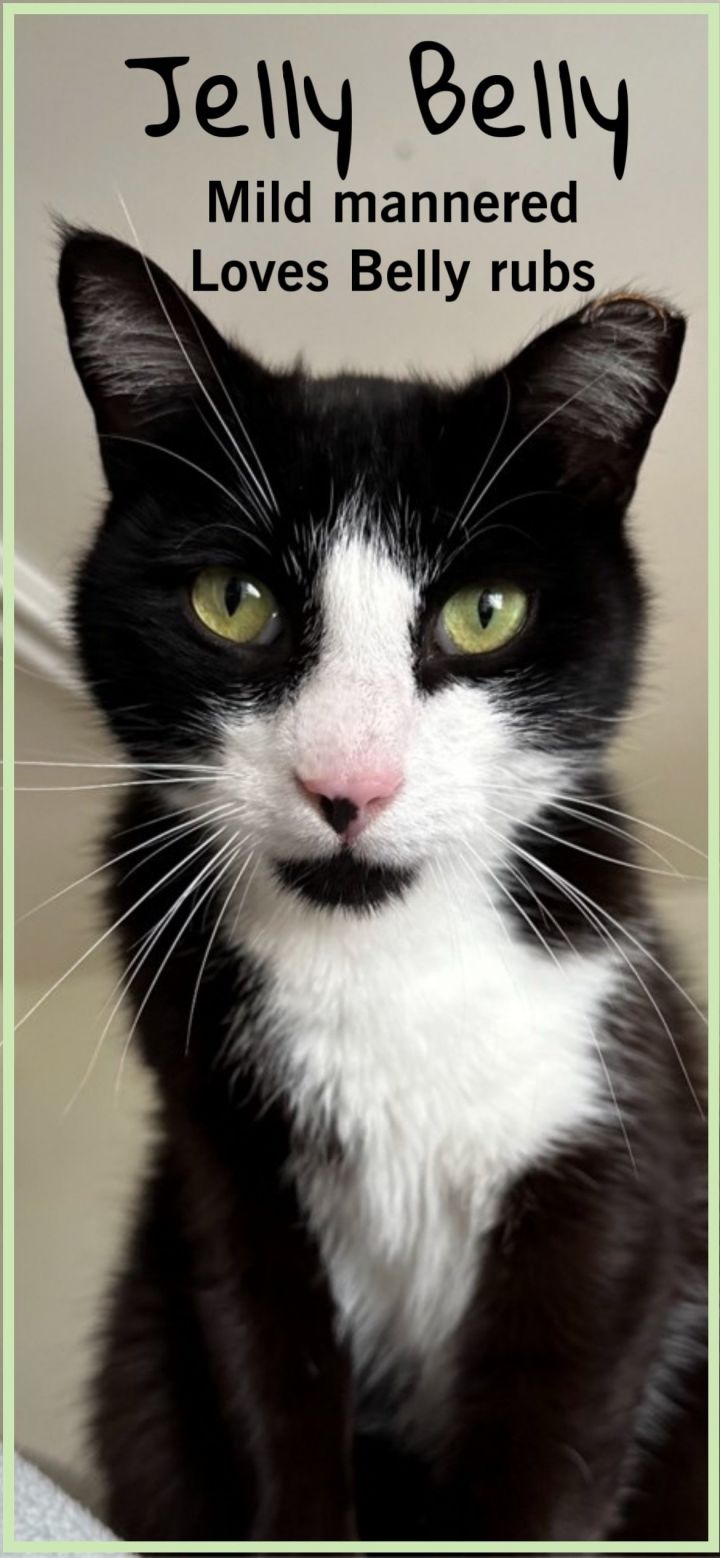 Jelly Belly, Willow Grove, PA (FCID# 06/01/23-101), an adoptable Tuxedo in Willow Grove, PA_image-1