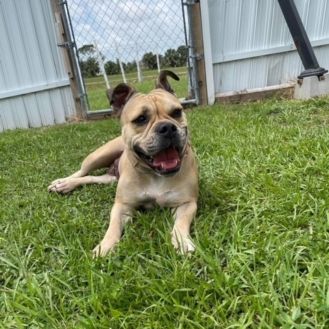 Maise, an adoptable English Bulldog & Boxer Mix in LEHIGH ACRES, FL_image-1