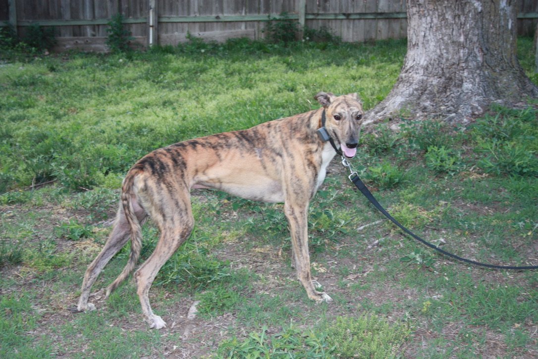Hiccup, an adoptable Greyhound in Independence, MO, 64051 | Photo Image 1