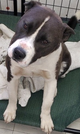 Saturday, an adoptable Border Collie, Akita in San Luis, CO, 81152 | Photo Image 1