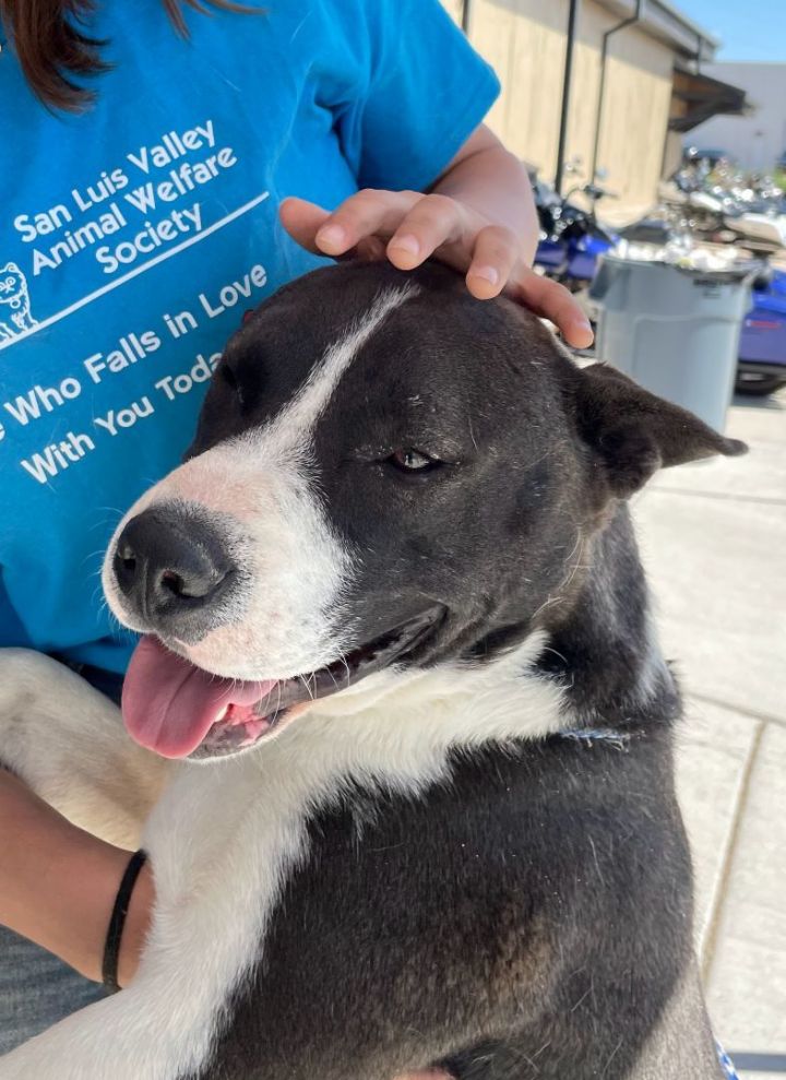 Akita border sale collie mix