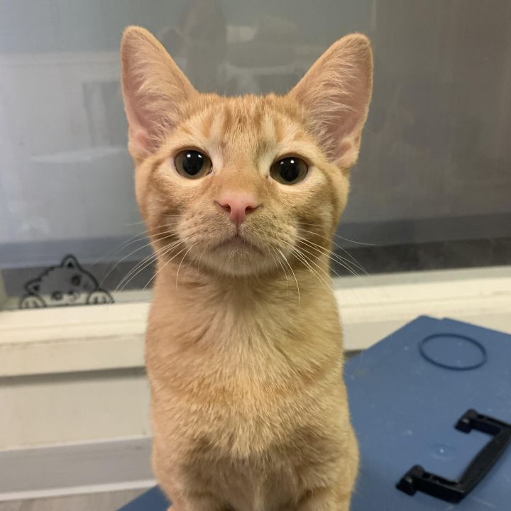 Rufio 4