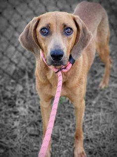 Lucy, an adoptable Mixed Breed in Ferrisburgh, VT_image-4